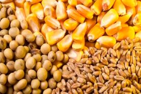 دولت مخالف «شورای قیمت‌گذاری محصولات استراتژیک کشاورزی» است/ اقدام دولت غیر قانونی است