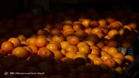 شادلو : سیب در سردخانه داریم اما اجازه صادرات نداریم