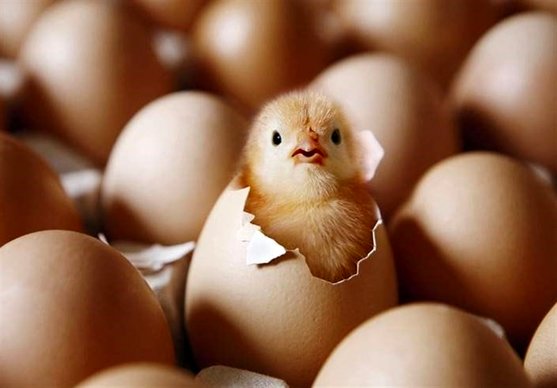 معاون وزیر جهاد کشاورزی: افزایش قیمت جوجه یک روزه تخلف است