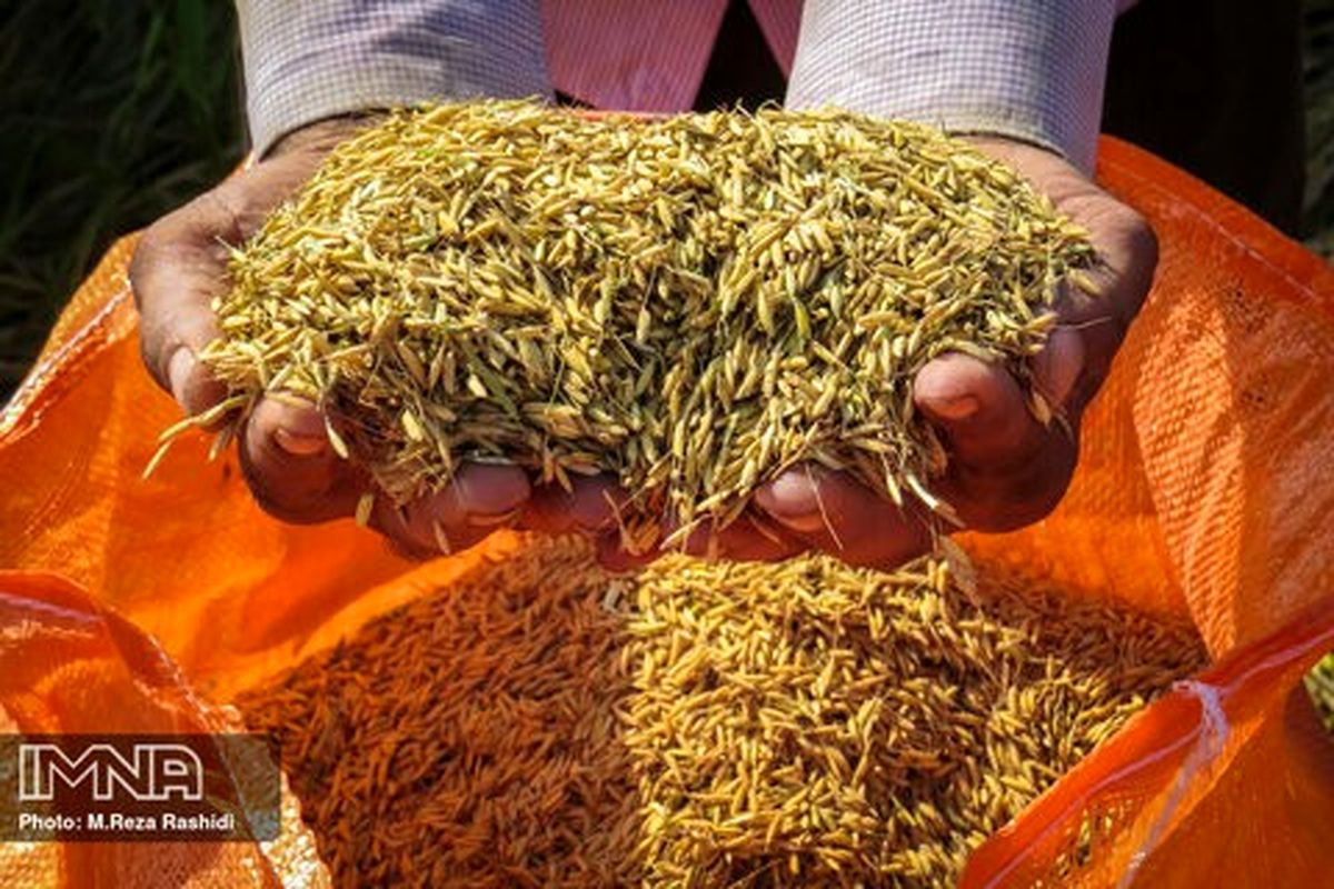 برنج خارجی تقاضا ندارد