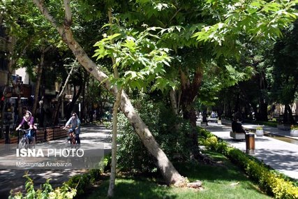 حذف درختان پرخطر در شهر اصفهان