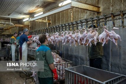 مرغ با قیمت مصوب عرضه می شود/ تخلف از کشتارگاه تا واحدهای صنفی