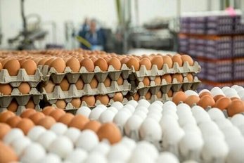 تخم مرغ کیلویی چند؟