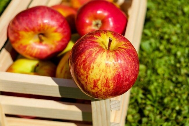 سیب؛ میوه‌ای برای جلوگیری از ابتلا به دیابت