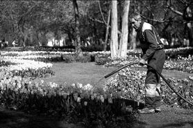 مرتضایی نژاد: استفاده از پساب، تنها راه نجات فضای سبز است