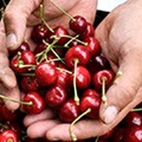 خوردن روزانه گیلاس؛ چه اتفاقی در بدن می‌افتد؟