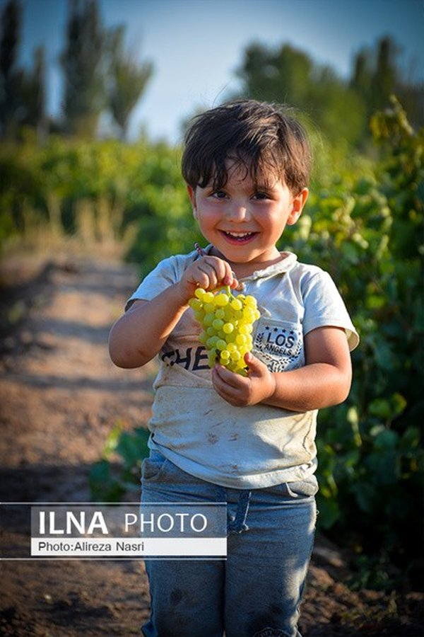 مضرات زیاده‌روی در مصرف انگور