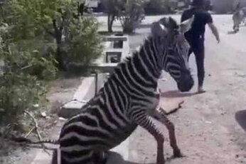 فعلا رای برای مرکز نگهداری حیات وحش صفادشت صادر نشده است/ورود و خروج حیوانات از این مرکزممنوع