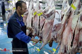 افزایش ۱۵ درصدی قیمت گوشت/ نبود نهاده عامل عرضه دام با وزن پایین به بازار