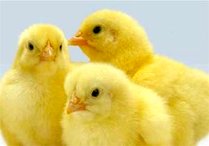 مرغ ۴۰ هزار تومانی نتیجه بی‌تفاوتی دولت به جوجه‌کُشی‌ها بود