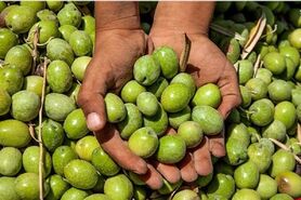 زمینه چینی برای واردات کنسرو زیتون/کاهش ۳۰۰درصدی تولید روغن زیتون