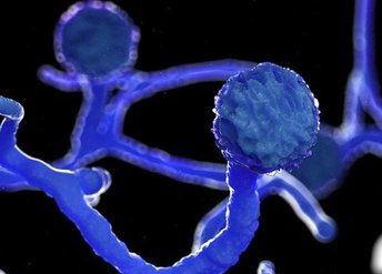 ۵۰ هزار داروی قارچ سیاه به کشور وارد شده است