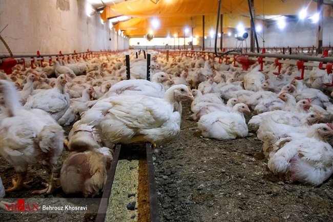 معمای مرغ‌ بعد از خروج از مزرعه/ فروش گران خارج از شبکه توزیع با برچسب «تنظیم بازار»!