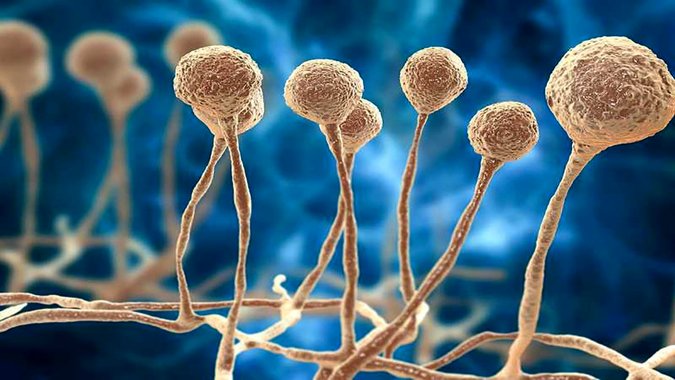 علت کمبود داروی قارچ سیاه چیست؟