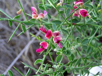 گیاه خارشتر چیست؟ خواص و نحوه ی مصرف خارشتر