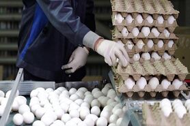 عدم‌تغییر در نرخ مصوب تخم‌مرغ/ عامل افزایش قیمت تخم‌مرغ بی‌نظمی، سردرگمی، دلال‌بازی و شفاف نبودن مسیر توزیع است