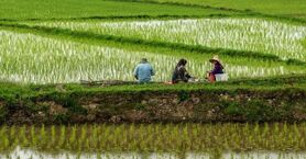راستی: شالی کاران از افزایش قیمت برنج سودی نمی‌برند