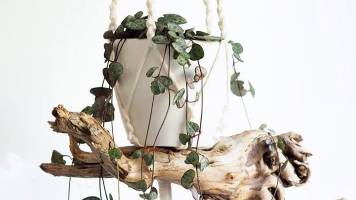 آموزش کاشت گیاه «سروپژیا» + فیلم