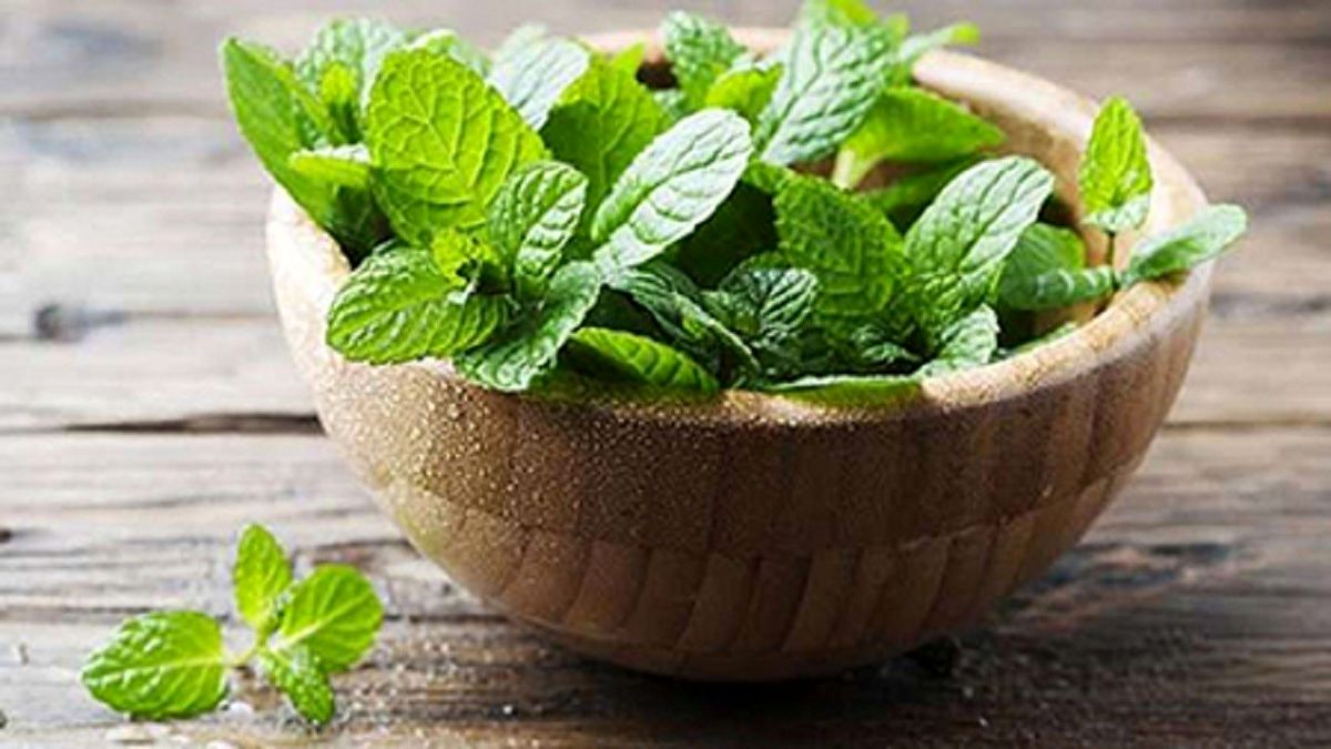 روش آسان کشت نعناع در منزل + فیلم