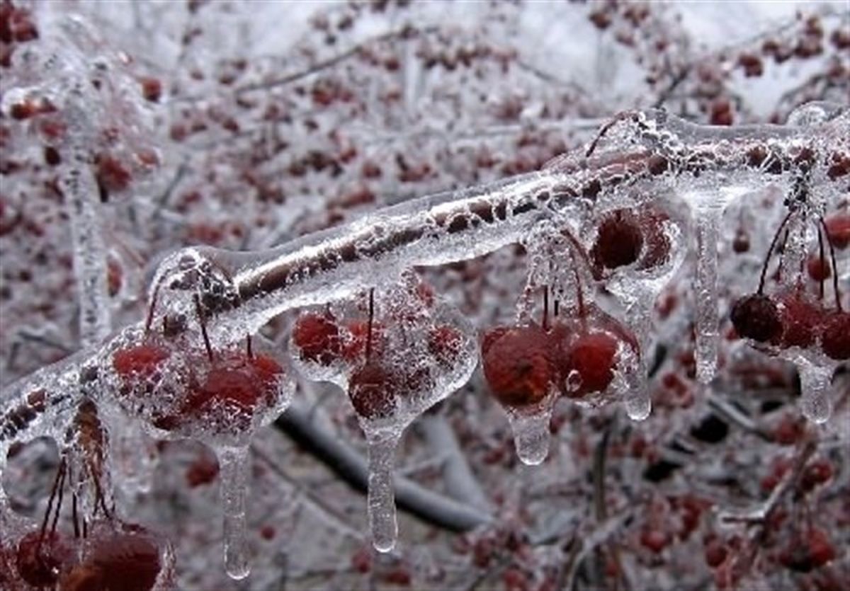 نفوذ هوای سرد به کشور/ هشدار کاهش دما به زیر صفر و خسارت به محصولات کشاورزی