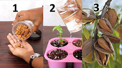 نحوه ی کاشت درخت بادام