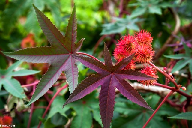 با «کرچک» و فواید «روغن کرچک» آشنا شوید