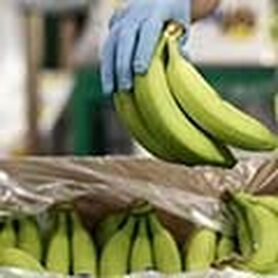 واردات موز سمی از سومالی واقعیت دارد؟