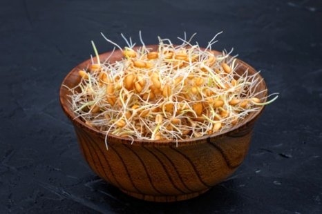 خواص ، فواید و مضرات جوانه گندم