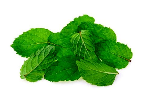 خواص پونه و فواید دارویی درمانی آن