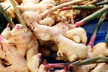 مراحل و نحوه پرورش زنجبیل