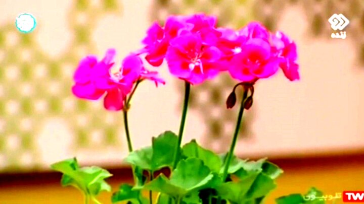 کاشت، نگهداری و شرایط لازم برای گل شمعدانی + فیلم