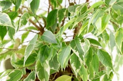 نکات مهم درباره نگهداری از گیاه بنجامین در خانه