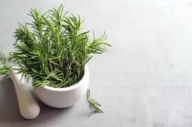 نحوه پرورش گیاه رزماری در خانه