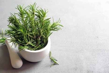 نحوه پرورش گیاه رزماری در خانه