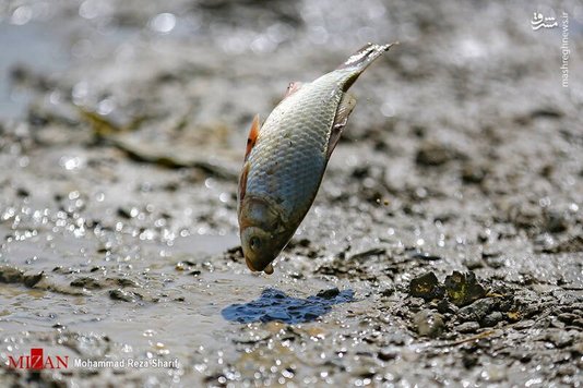 دریچه‌های سد زاینده‌رود فردا بسته می‌شود