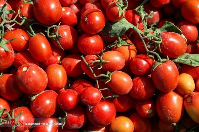 چرا گوجه فرنگی گران شد؟