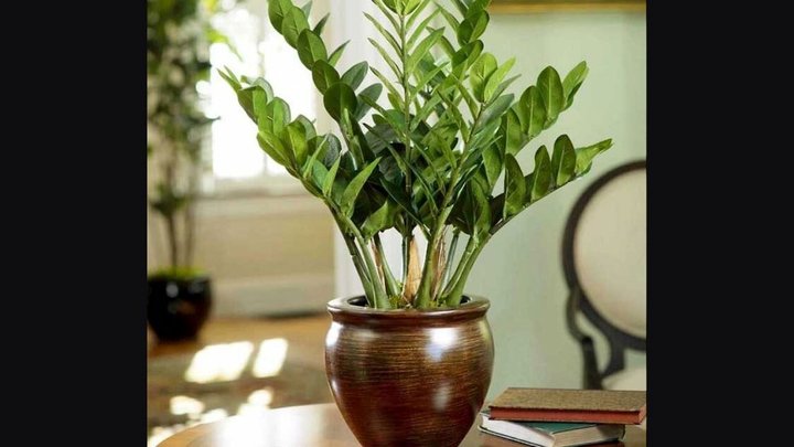 روش نگهداری و قلمه زدن زاموفیلیا + فیلم