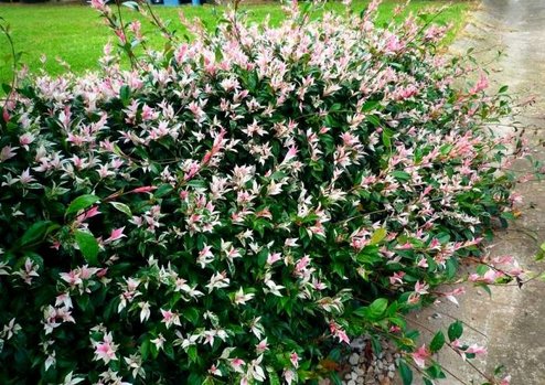 چگونه گل یاس رازقی را پرورش دهیم؟