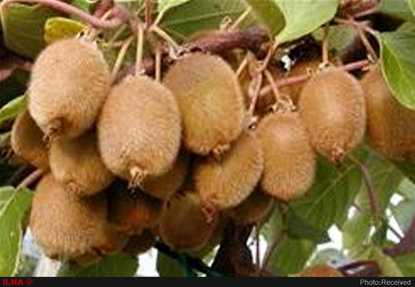 قیمت کیوی افزایش یافت/ با صادرات کیوی نارس، بازار روسیه را از دست دادیم