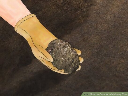 آموزش کاشت درخت توت