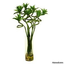 نحوه تکثیر و نگهداری از گیاه “بامبو”