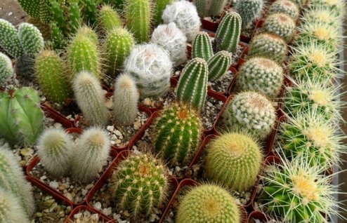 بهترین گیاهان برای فضای اتاق خواب