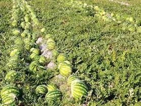 اصحاب کهف همچنان در خواب  