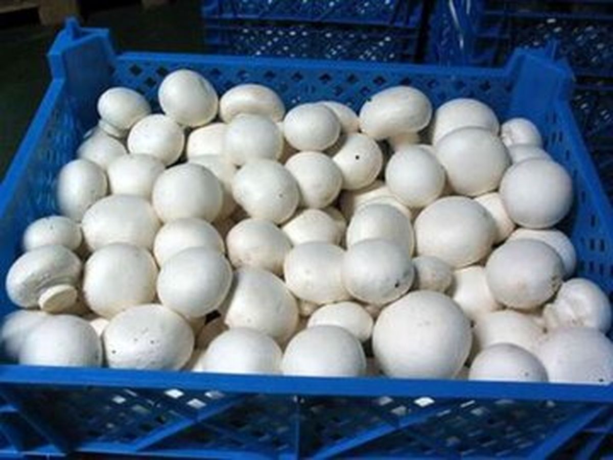 تاثیر نوسانات قیمت گوشت در بازار بر افزایش مصرف قارچ