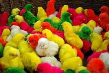 هرگز سراغ جوجه رنگی‌ها نروید