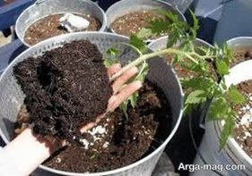 نحوه کاشت و پرورش گوجه گیلاسی در منزل