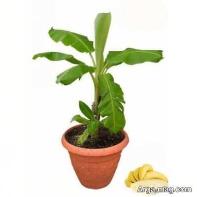 کاشت موز در خانه و اصول نگه داری و پرورش آن