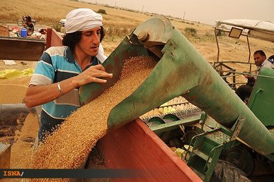 عدالت در پرداخت خریدهای تضمینی گندم رعایت شود