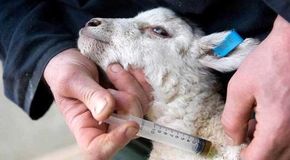 جهش خیره‌کننده ایمن‌سازی سرمایه‌های دامی در اصفهان؛ تزریق بیش از ۱۰ میلیون دوز واکسن در ۱۰ ماه