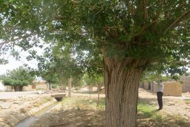 درخت کهنسال سردار
